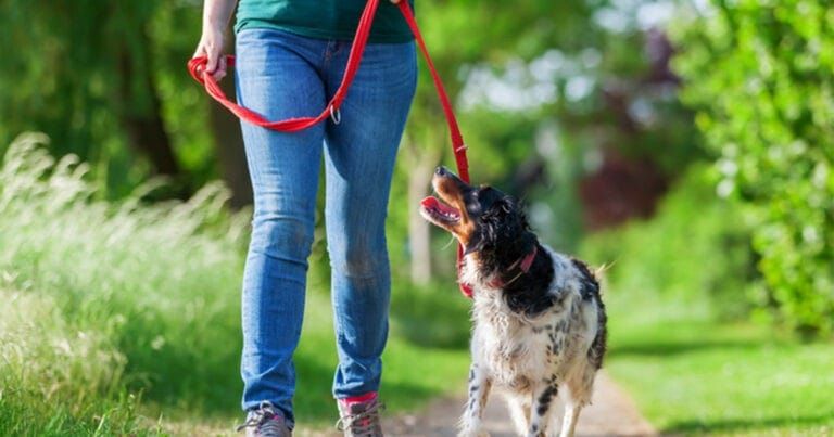 Nothing 'minor' about my dog attack incident, claims victim post image