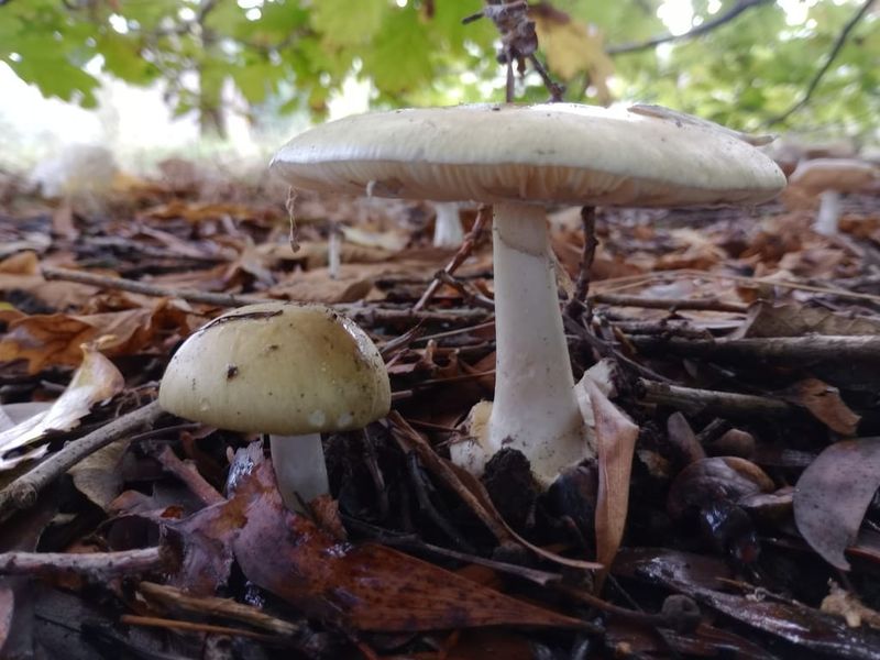 Mistakes to be made when foraging for mushrooms, he said post image