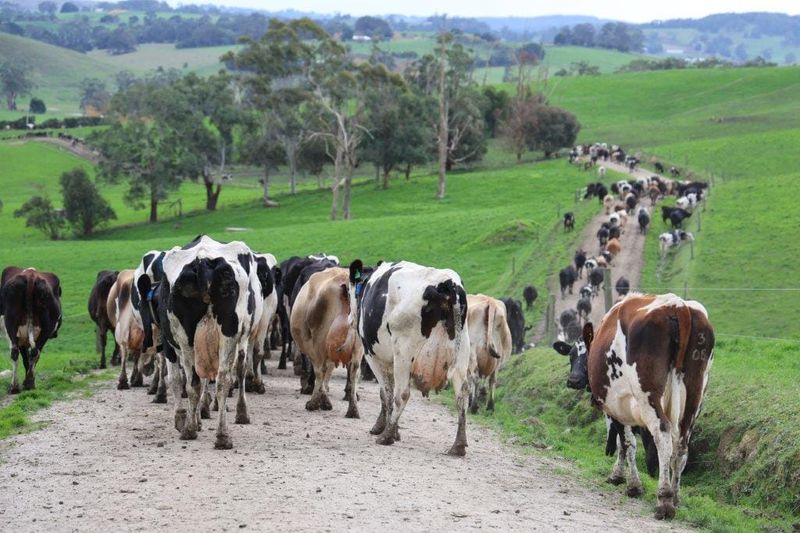 Milk pickups expected to resume tonight, but thousands of litres lost post image