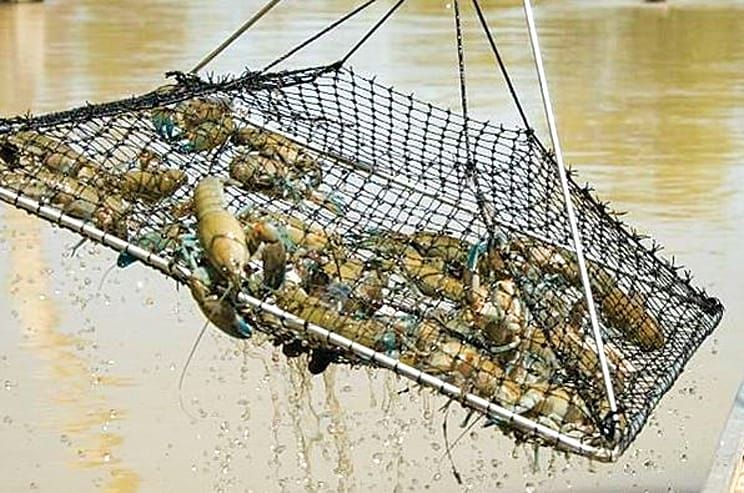 Two platypuses killed in illegal traps in Gippsland post image