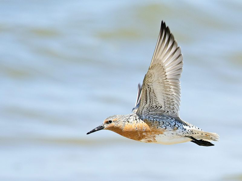 From Corner Inlet to Alaska in nine days: the amazing feats of migratory birds post image