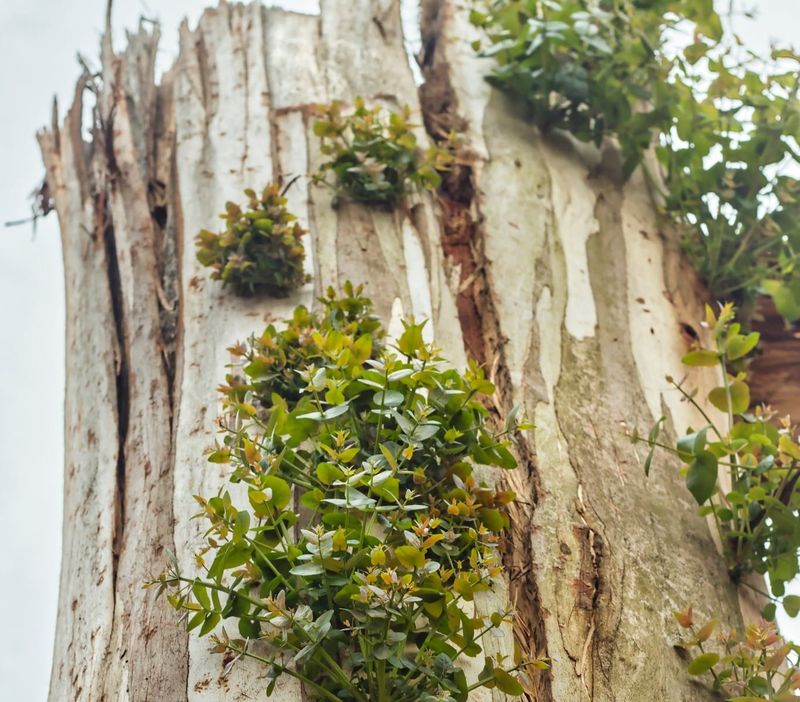 Coroner reports findings from farmers death during Mirboo North storm post image