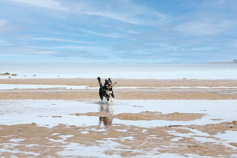 Dog rules at Bass Coast beaches back in force post image