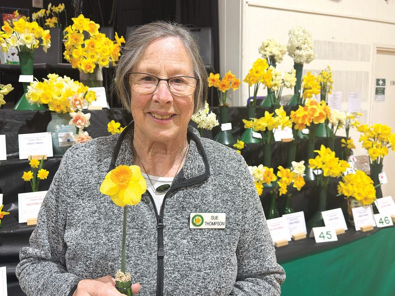 Champion Daffodil pays homage to late daffodil enthusiast post image