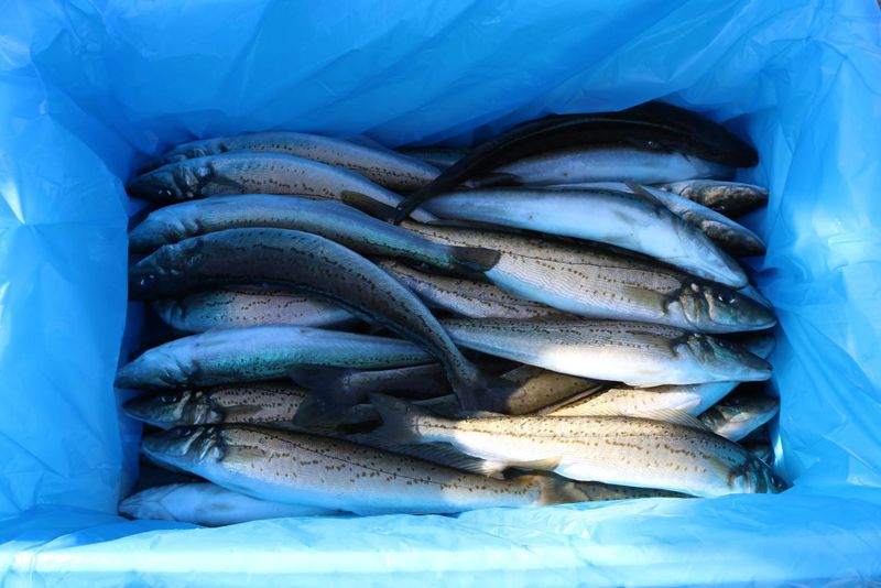Have your say on Corner Inlet fishery plan post image