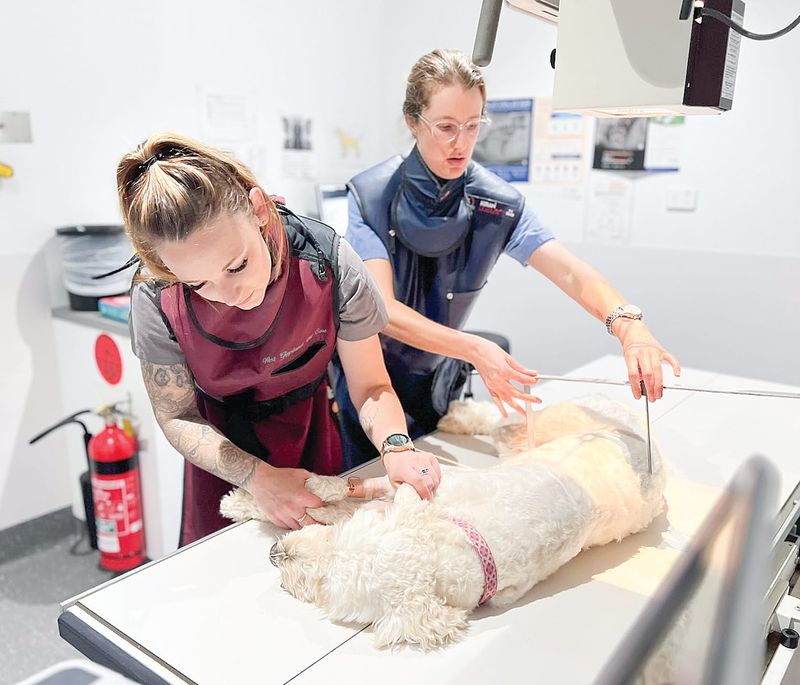 After-hours pet emergency care post image