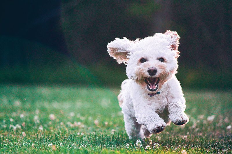 Restraint on leash orders for dogs in South Gippsland post image