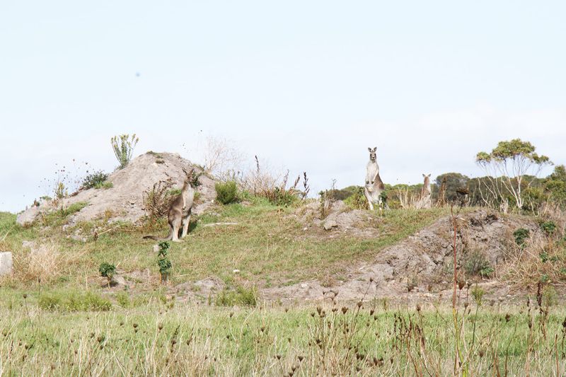 Ground-breaking solution to cap Wonthaggi landfill site post image