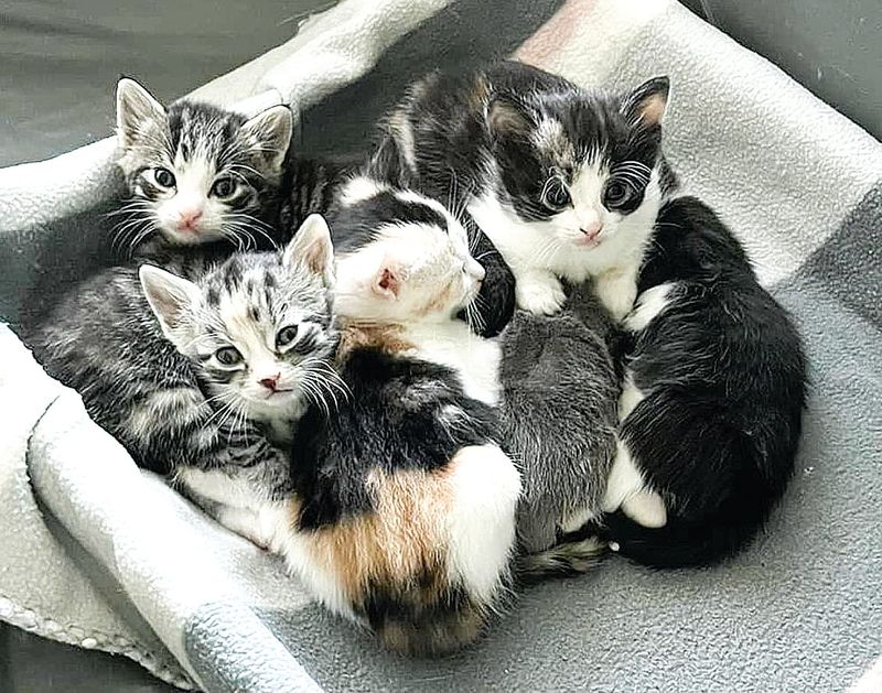Better protection for cats and wildlife post image