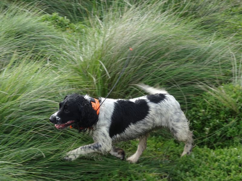 Phew, fox threat removed from Phillip Island post image