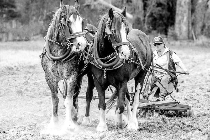 Korumburra Working Horse and Tractor Rally celebrates 35 years this weekend post image