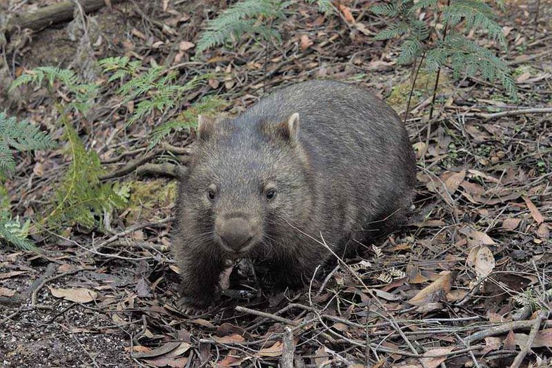 Help police identify those responsible for Venus Bay wombat deaths post image