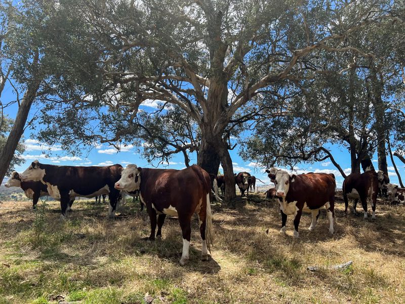 Provide shelter for your livestock this summer post image