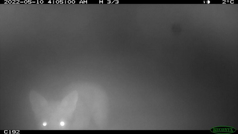 Taking action to remove Phillip Island fox threat post image