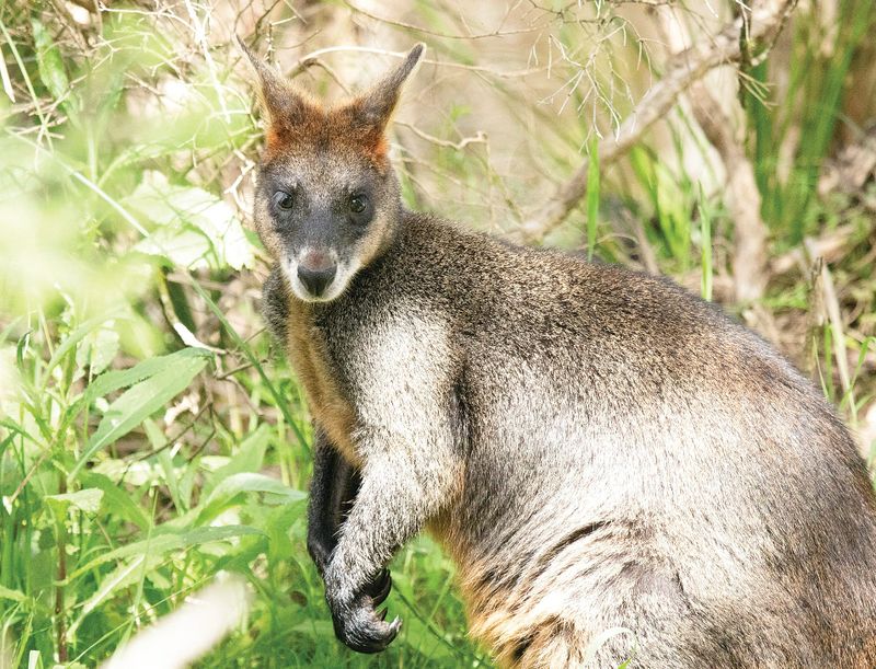 Unchecked native wildlife populations are wreaking havoc on farms and land post image