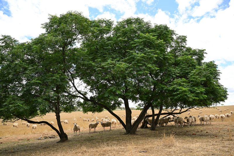 Timely resource for sheep producers post image
