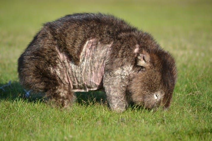 Help fight mange post image