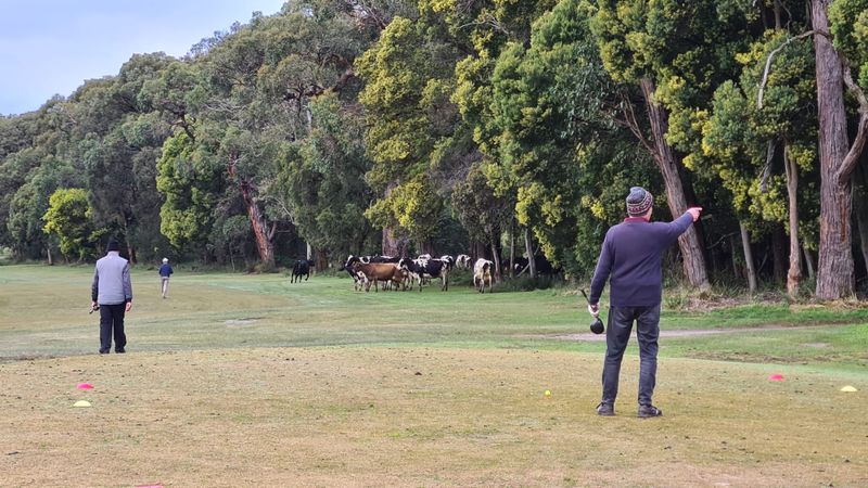 'Udderly' bizarre visitors at Leongatha Golf Club post image