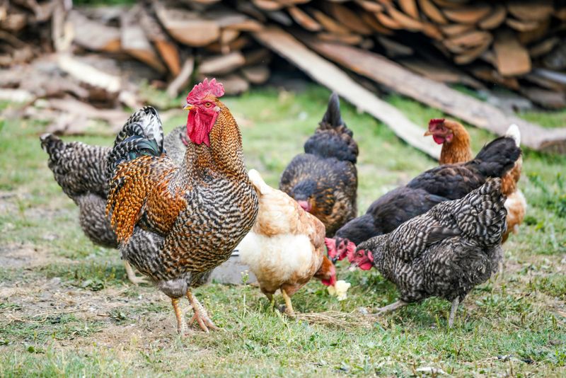 New requirements for all poultry owners announced post image