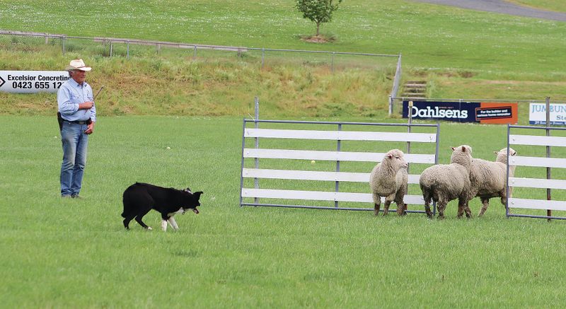 Working dogs to take centre stage at Korumburra post image