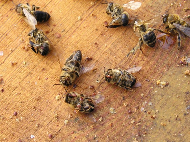 Varroa – it's only a matter of time post image