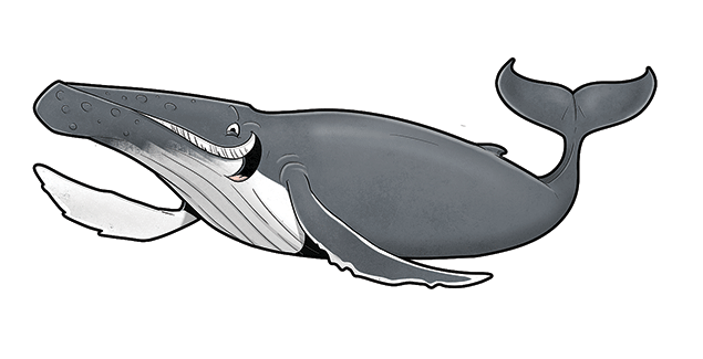 Name our new whale mascots post image