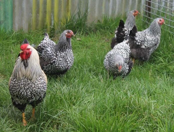 Showtime: Taking a look at Wonthaggi's chooks post image
