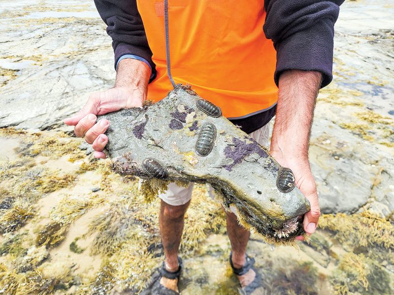 Secret world of rockpools post image