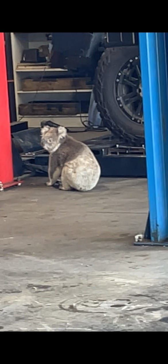 No apprenticeship for koala Frank post image