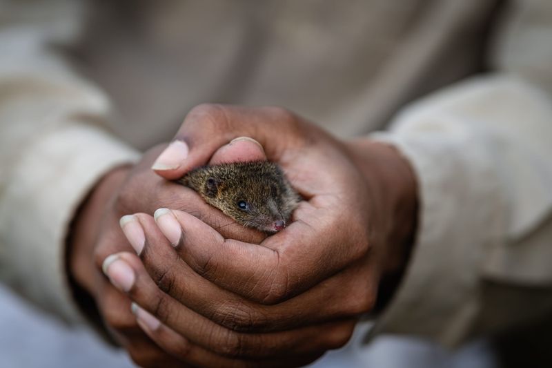 Island paradise for rare marsupial off Wilsons Promontory post image