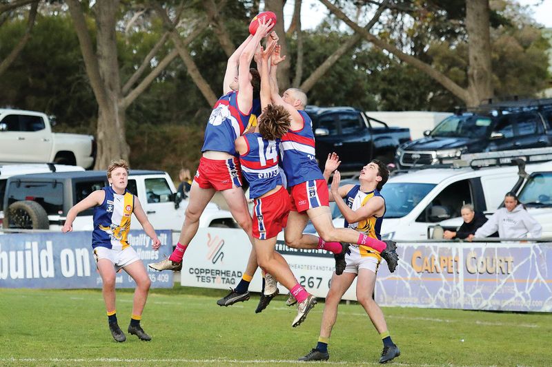 Dogs slaughter the Sea Eagles at the Kennel post image
