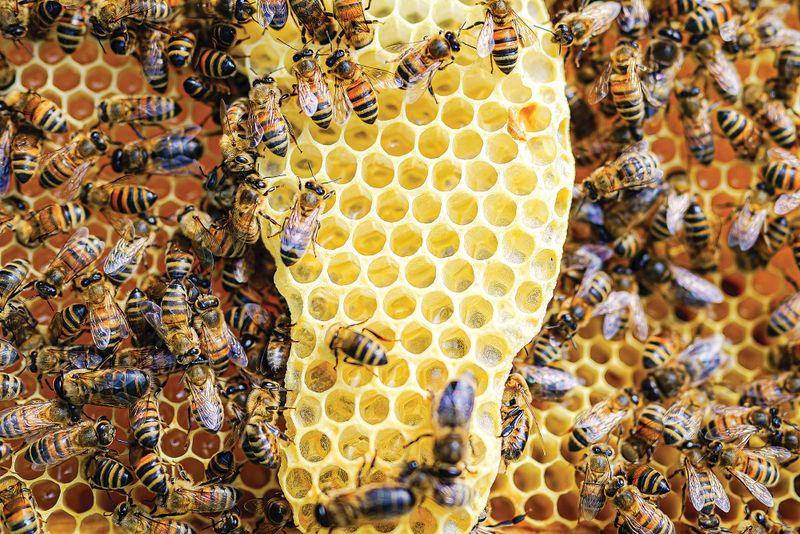 Plant a tree and save the bees post image
