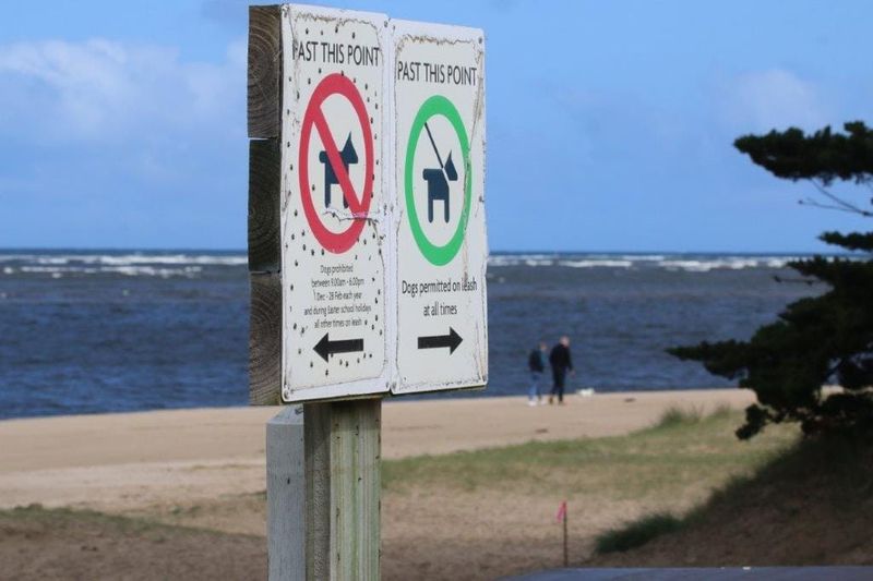 Why it’s not so easy for dog walkers post image