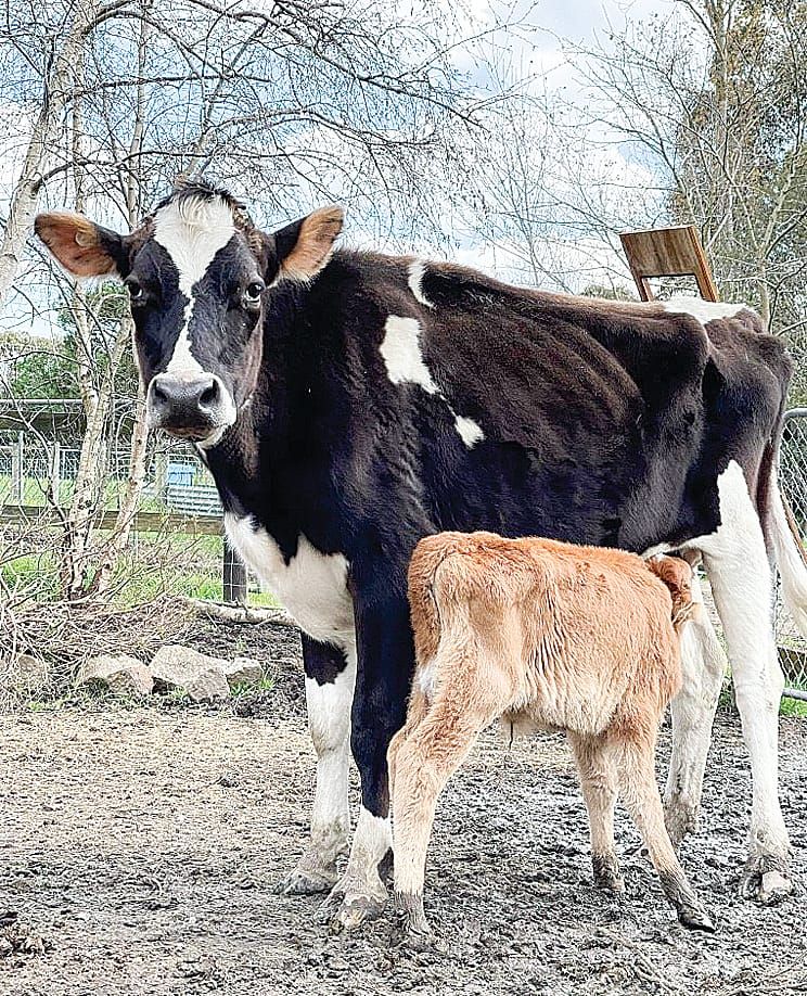 Farm animals looking for a new forever home post image