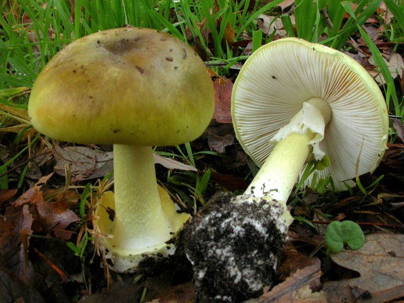 Mushroom toxicology ‘could take weeks’ they say post image