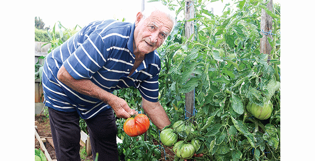 Ron’s monster tomatoes post image