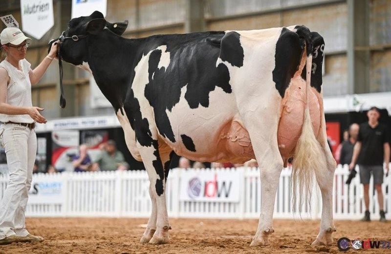 South Gippsland dairy breeders excel at IDW post image