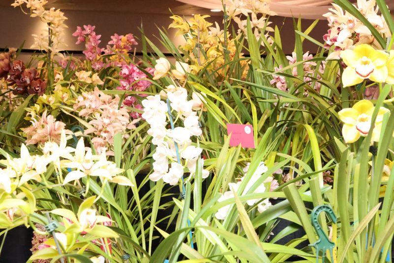 Australian native orchid wins Champion Orchid of Show post image