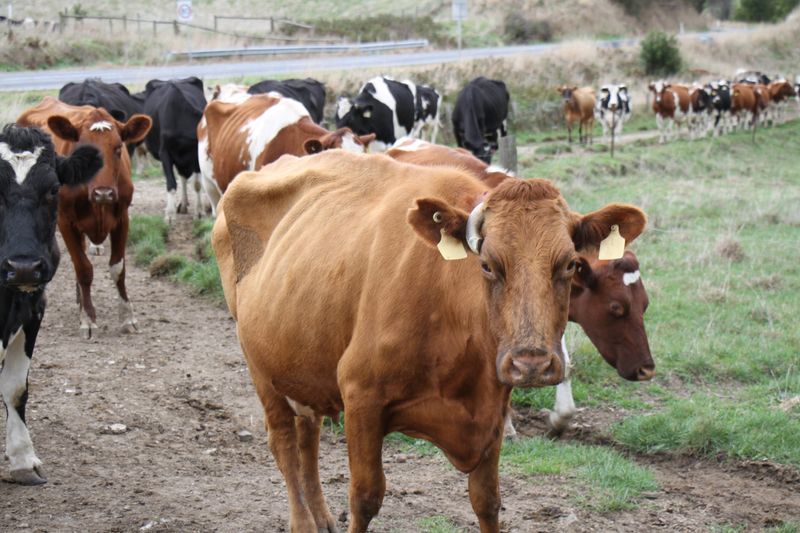 Reduced milk supply creating greater opportunities for Gippsland farmers post image