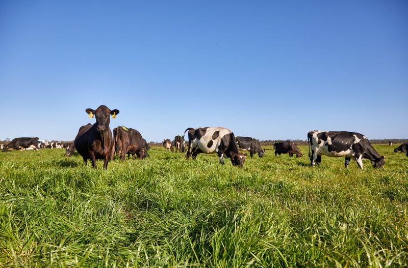 Here's a chance for Bass Coast farmers to cut their rates post image