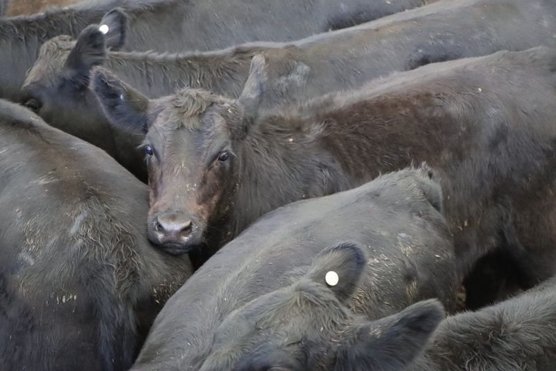 Concerns over traceability and biosecurity of US beef post image