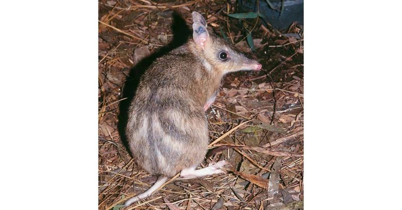 Bandicoots back thanks to three local Islands post image