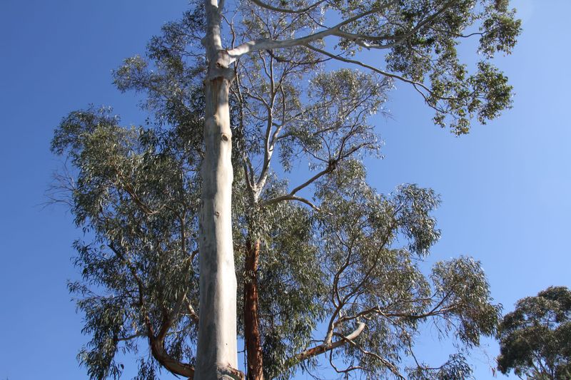 Axe falls on Ventnor trees after Bass Coast Council backflip post image