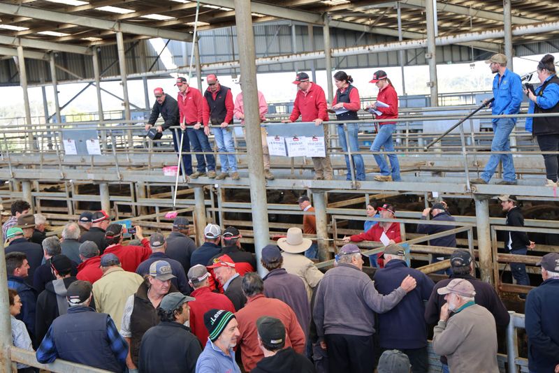 Cattle prices holding steady with a second big yarding at VLE post image