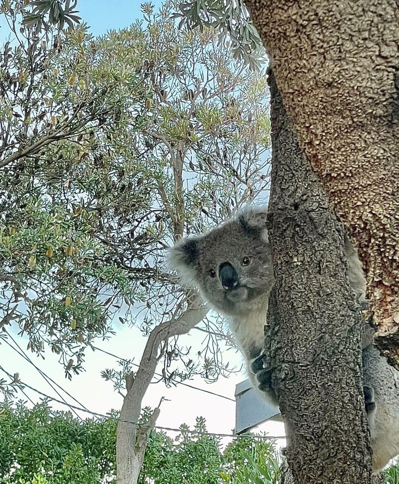 Council’s hands tied over tree removals and building in flood inundation zones post image