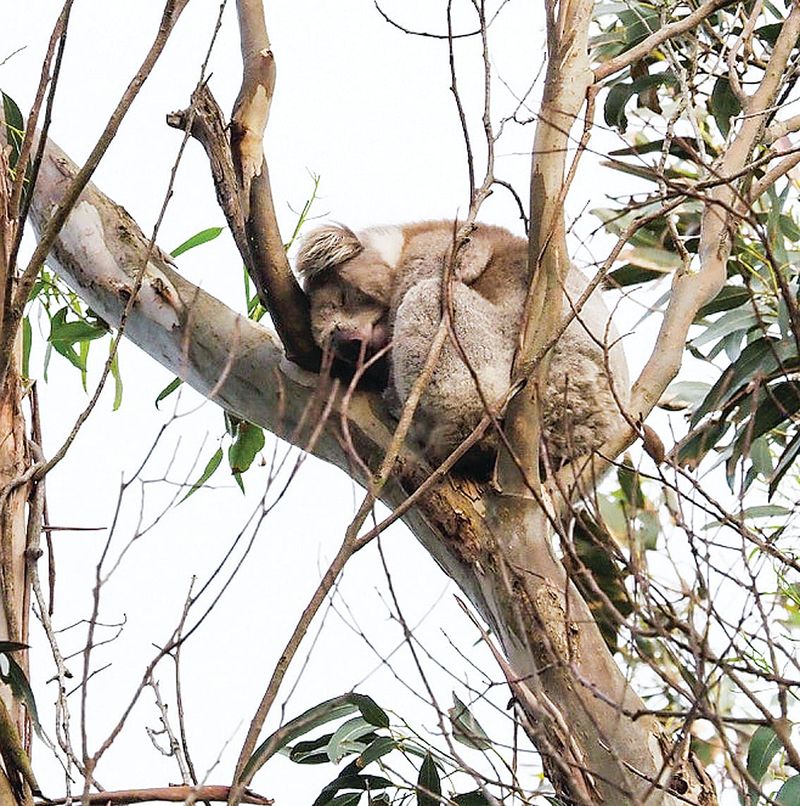 The key to survival in our Strzelecki koalas post image