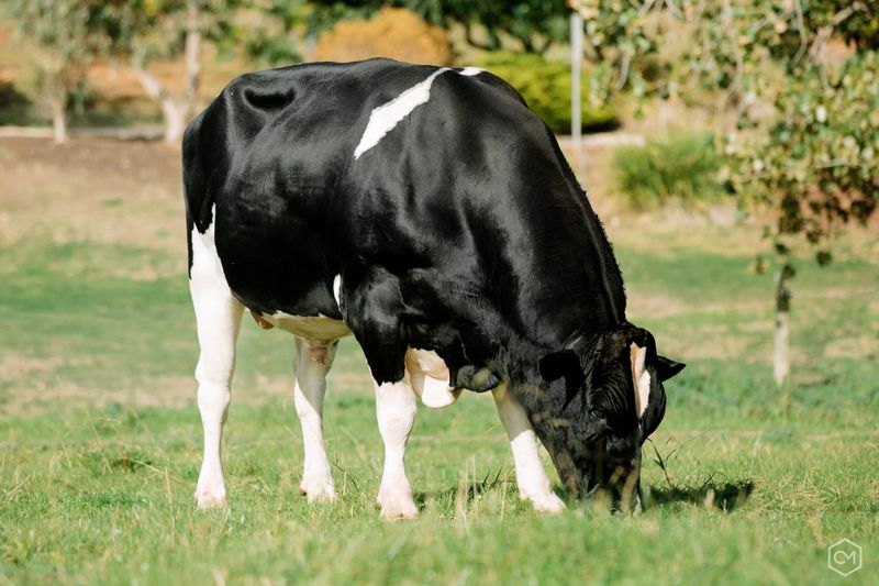 Maebull retires after breeding more than 4500 milking daughters post image