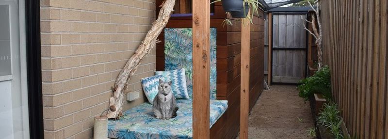 Cat containment starts tomorrow… and hefty fines! post image