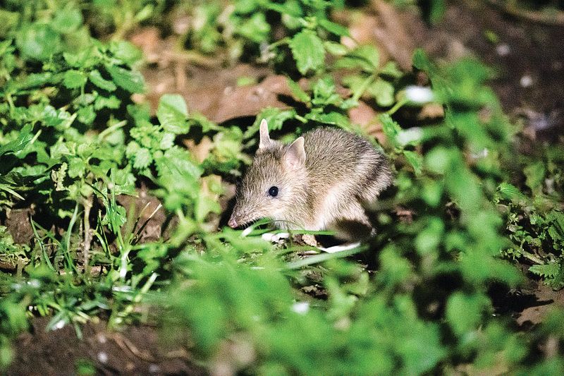 New bandicoot discovery tour at Churchill Island post image