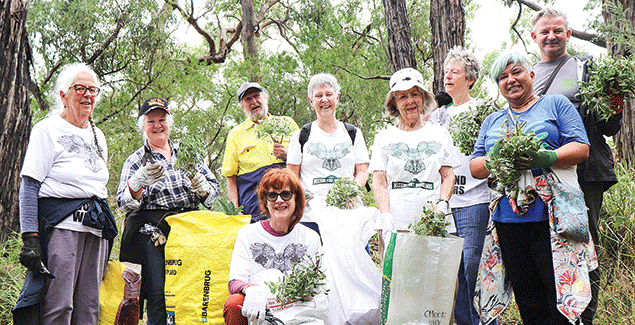 Operation agapanthus at the Gurdies post image